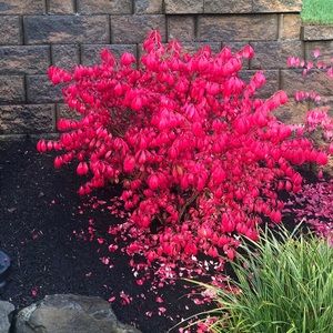 Meet your Posher, Betsy